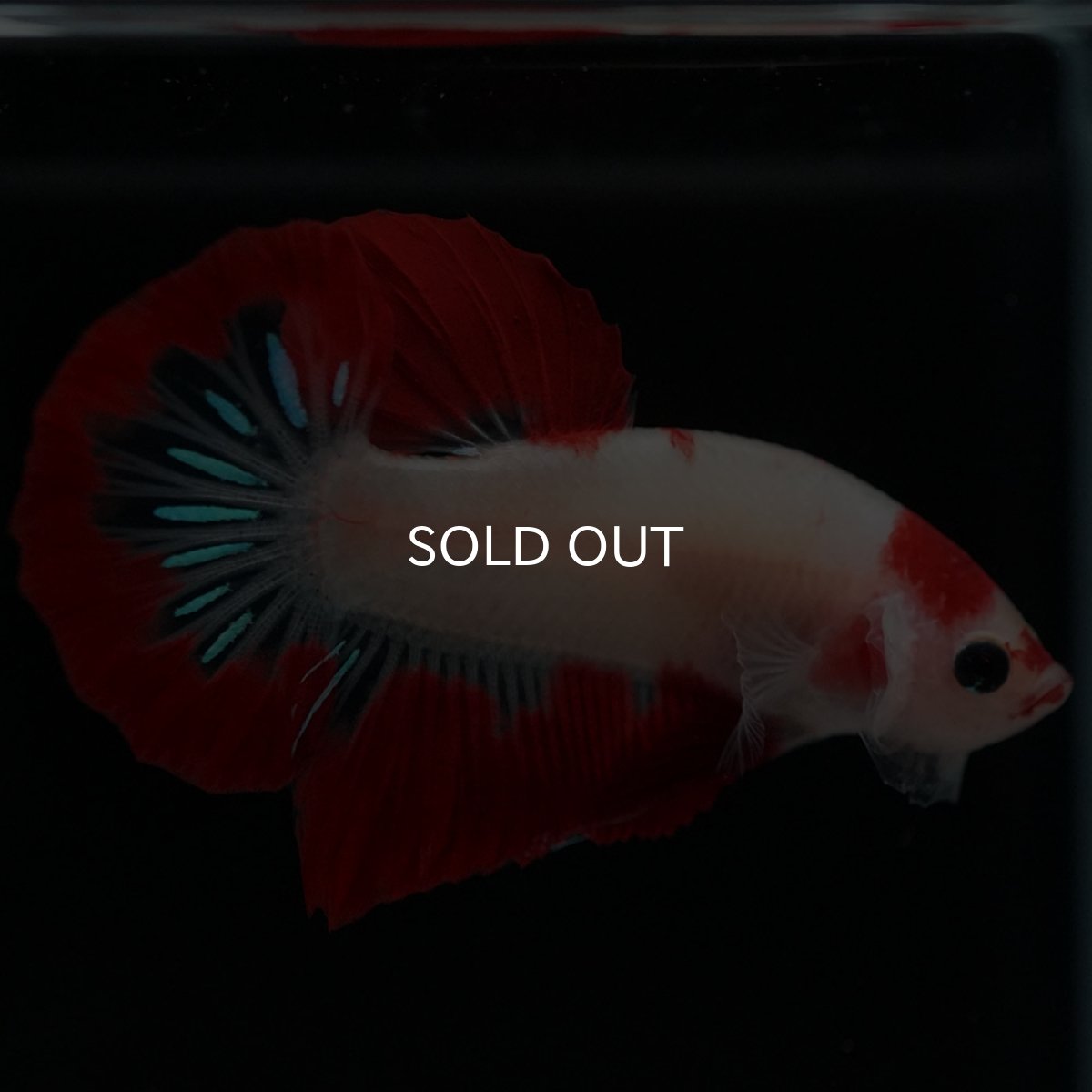 画像7: HMPK 紅白 (7)