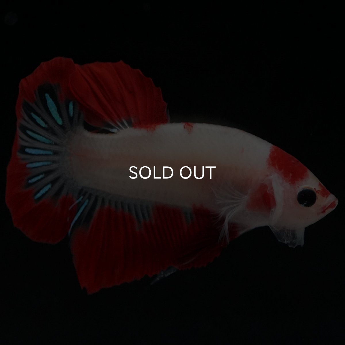 画像4: HMPK 紅白 (4)