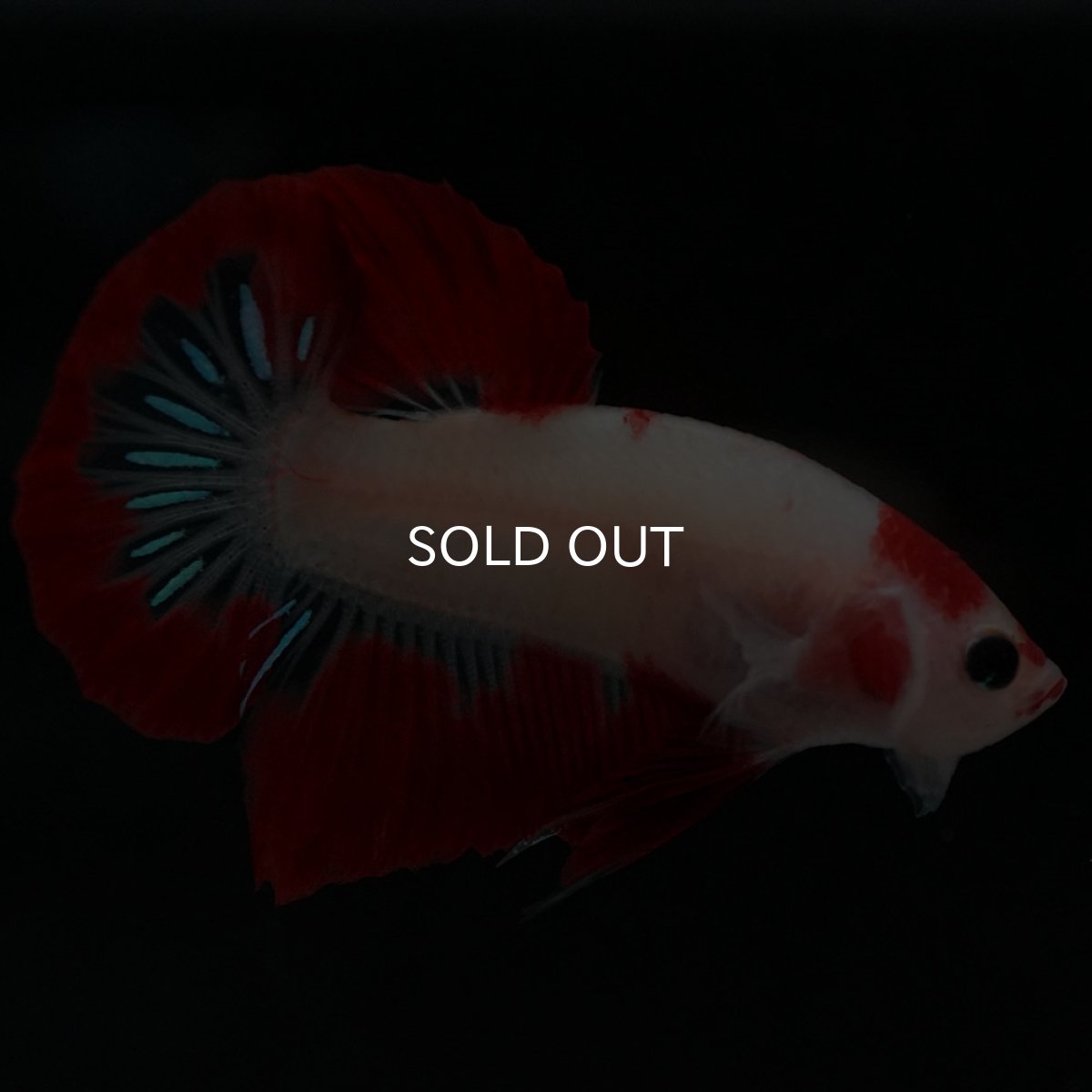 画像6: HMPK 紅白 (6)