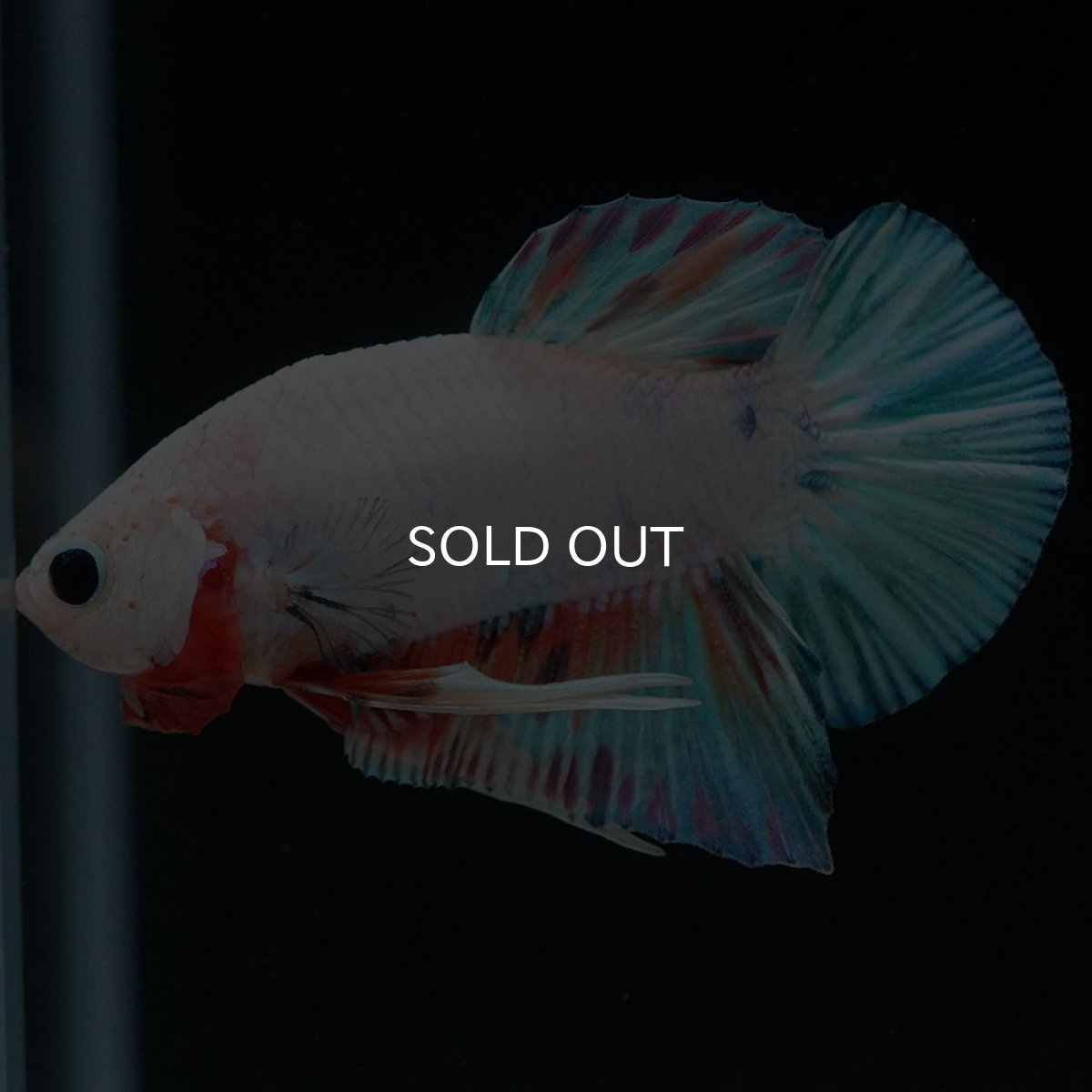 画像7: HMPK　ホワイトファンシー (7)