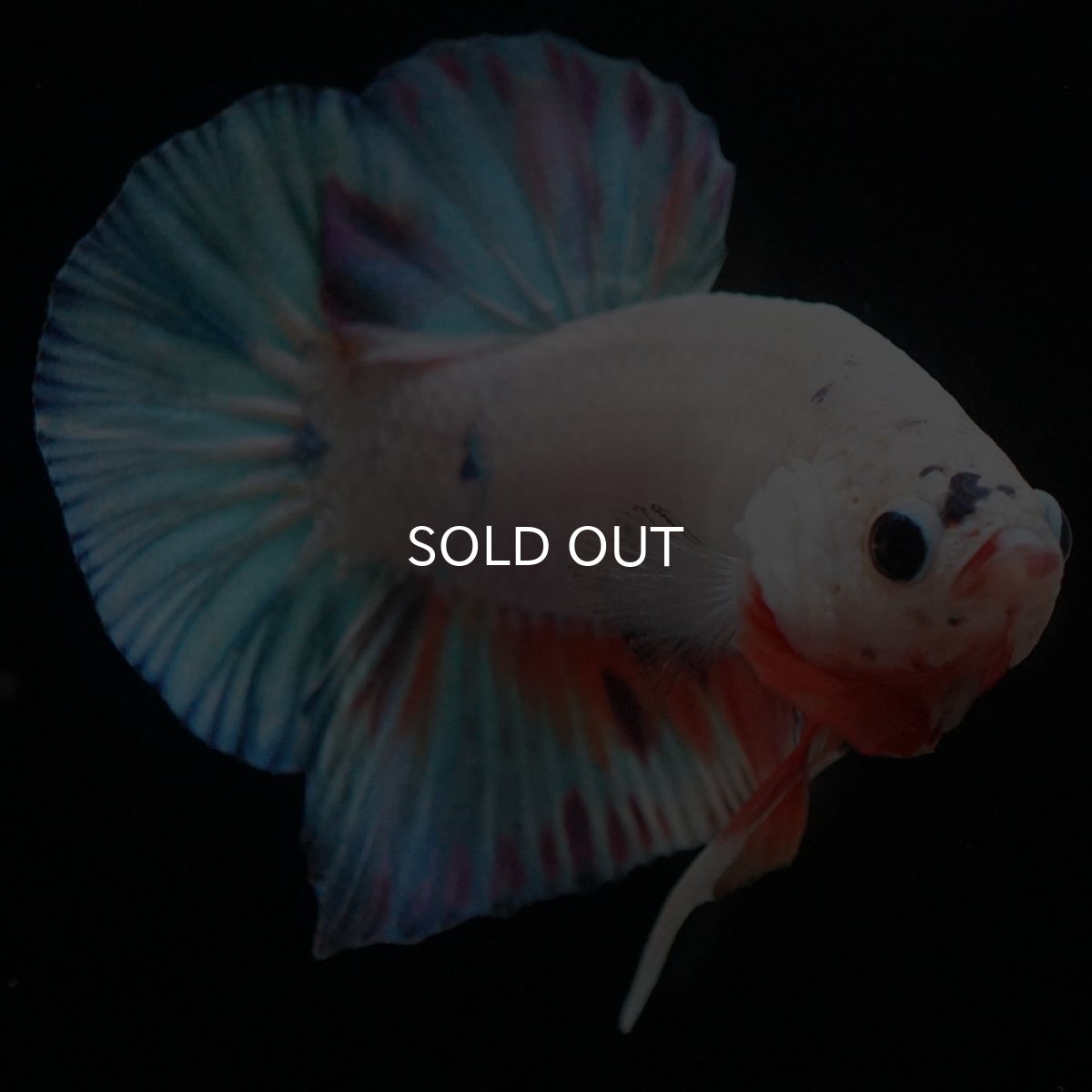 画像8: HMPK　ホワイトファンシー (8)