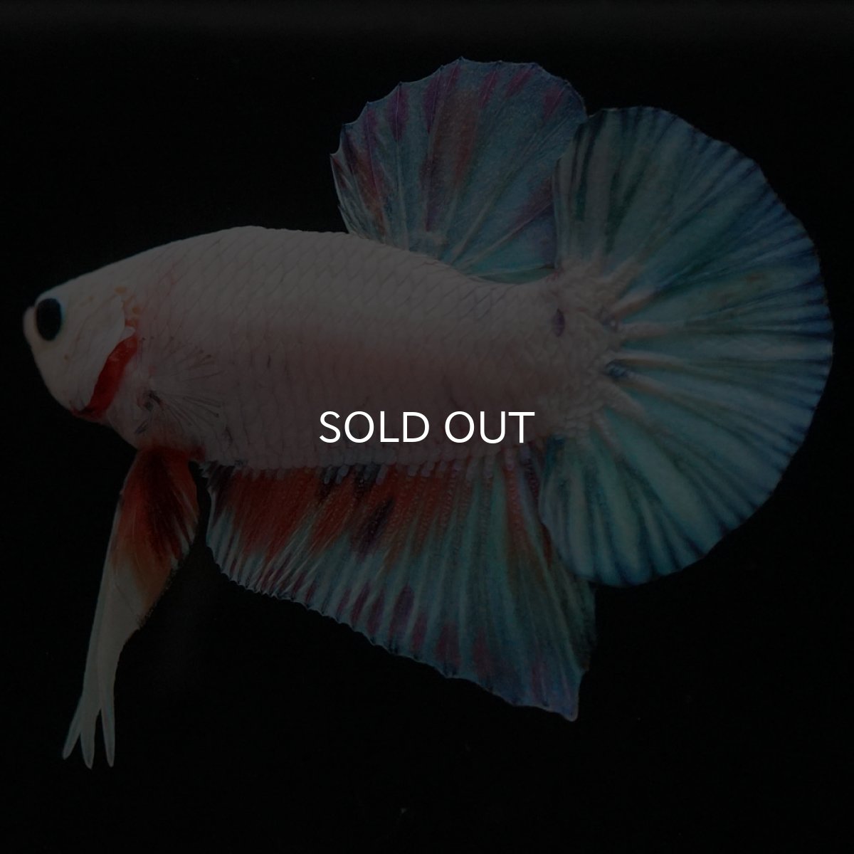 画像3: HMPK　ホワイトファンシー (3)