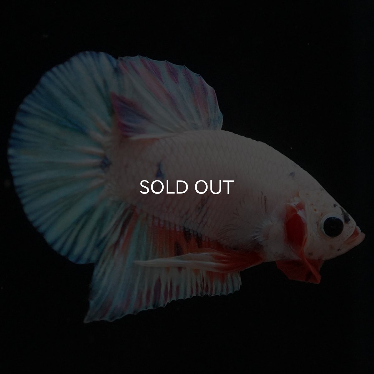 画像6: HMPK　ホワイトファンシー (6)