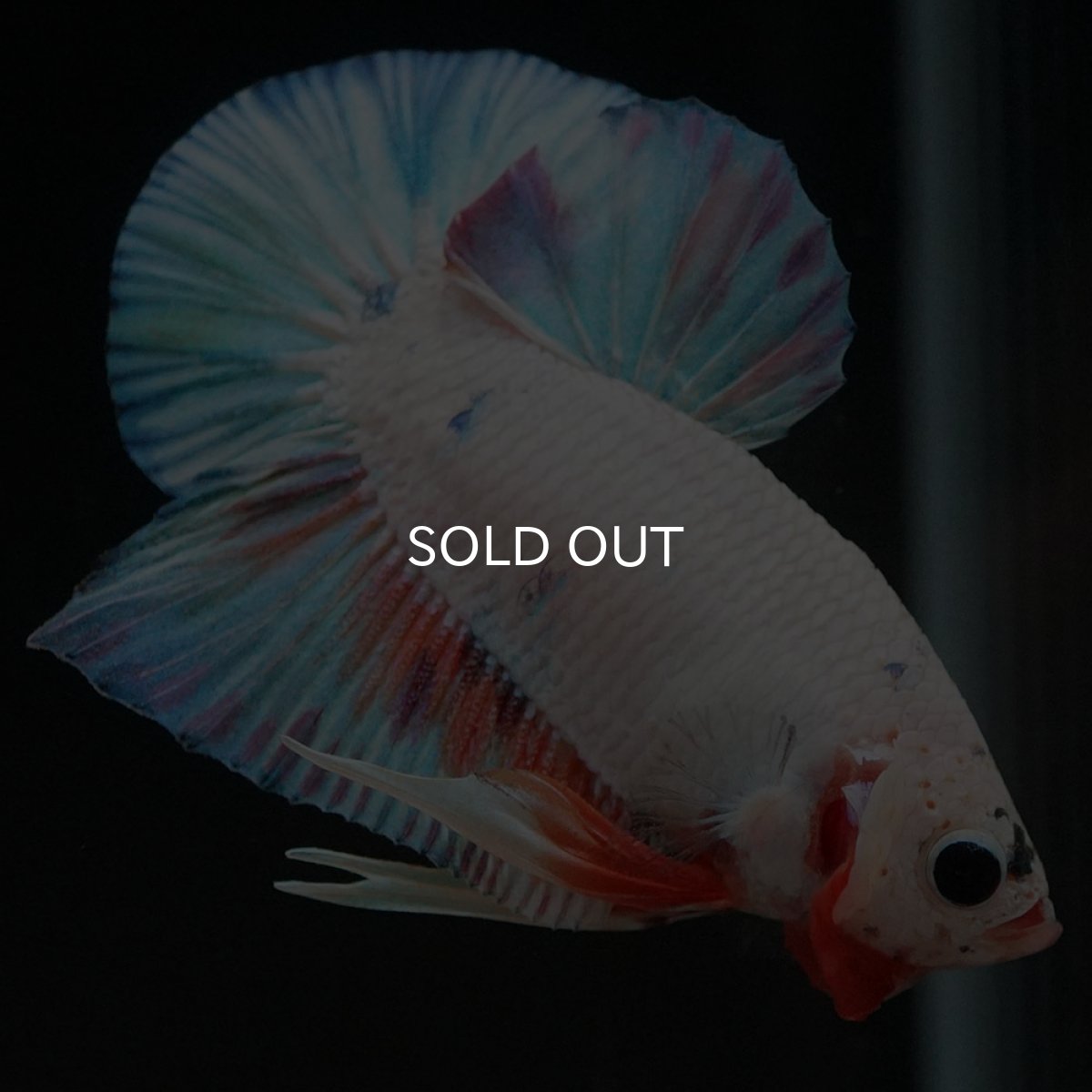 画像4: HMPK　ホワイトファンシー (4)