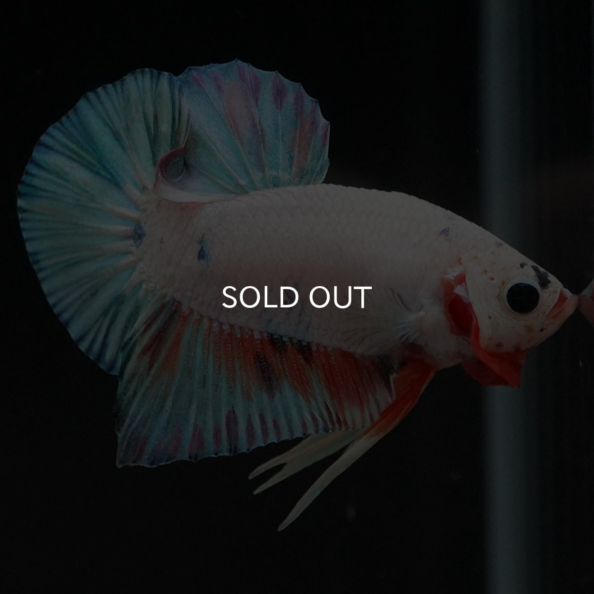 画像2: HMPK　ホワイトファンシー (2)