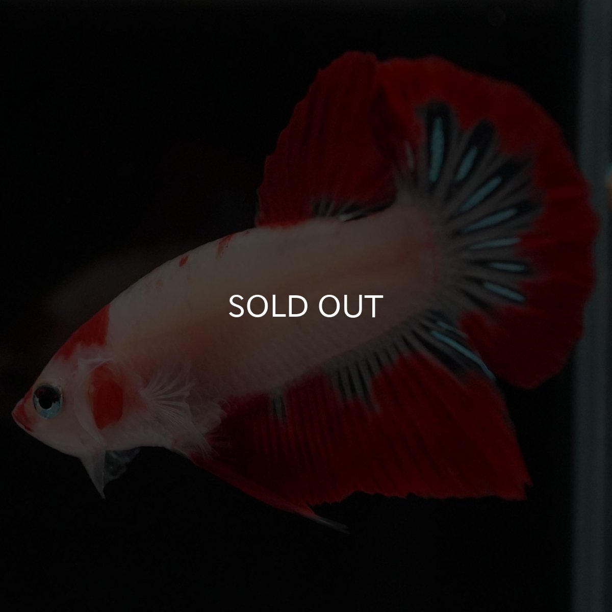 画像5: HMPK 紅白 (5)