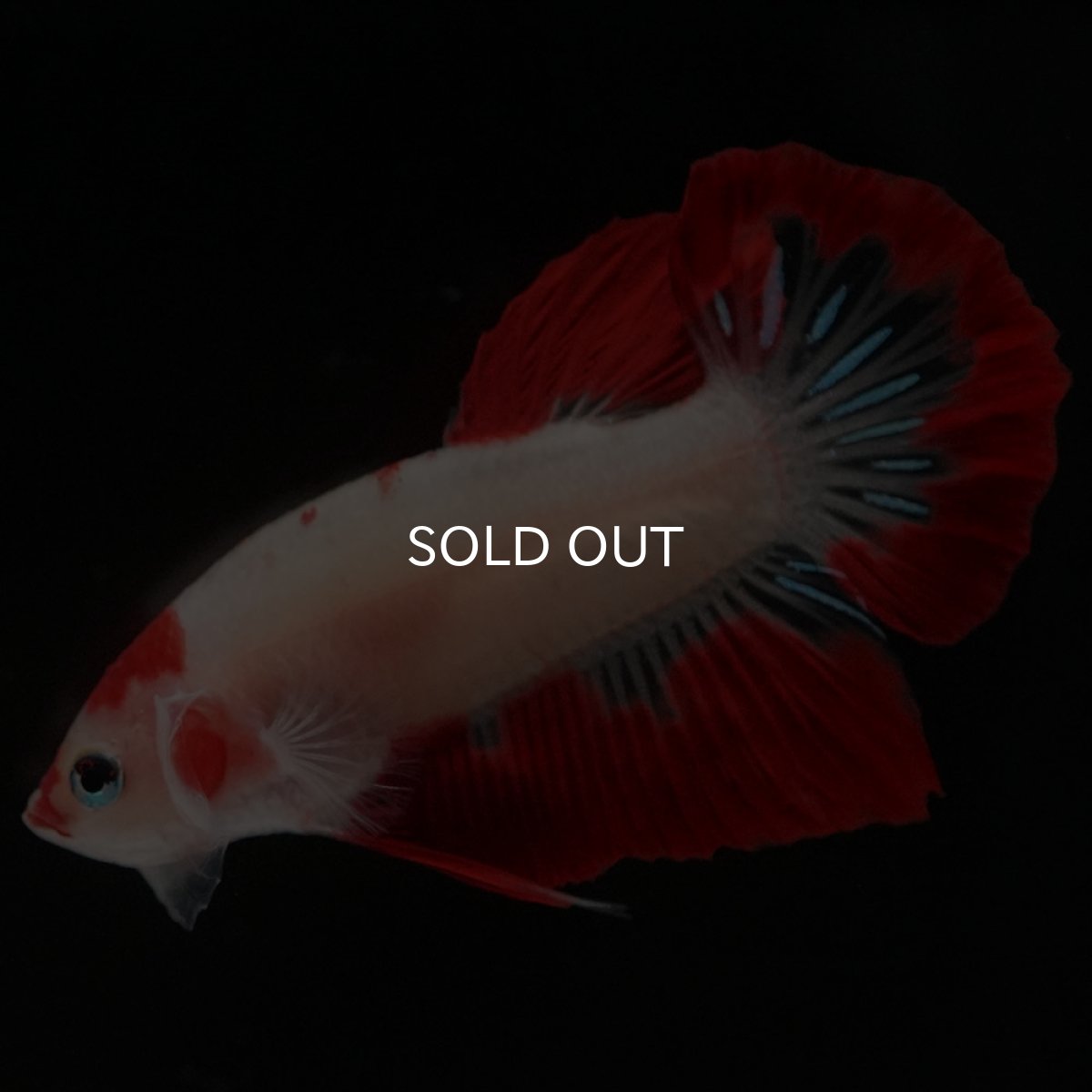 画像3: HMPK 紅白 (3)