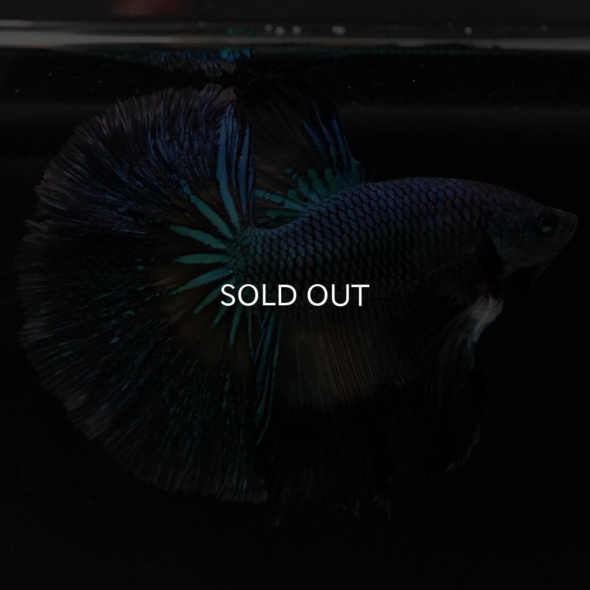 画像3: HM ブラックマスタード ローズテール (3)