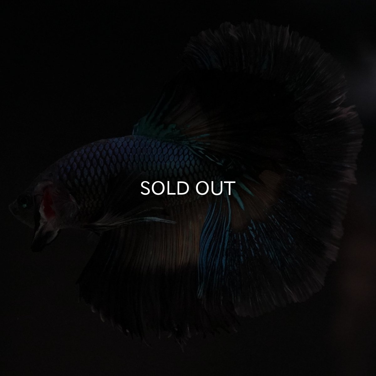 画像10: HM ブラックマスタード ローズテール (10)