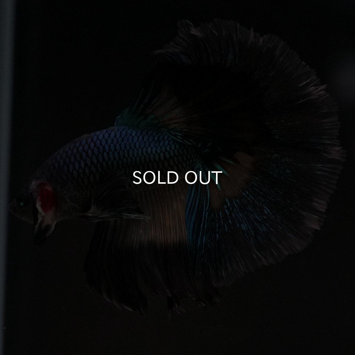 画像4: HM ブラックマスタード ローズテール (4)