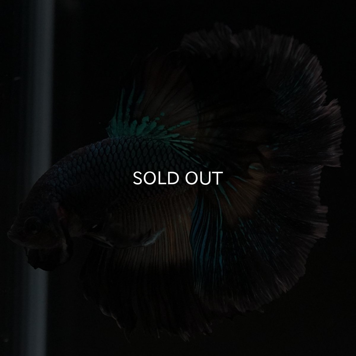 画像9: HM ブラックマスタード ローズテール (9)