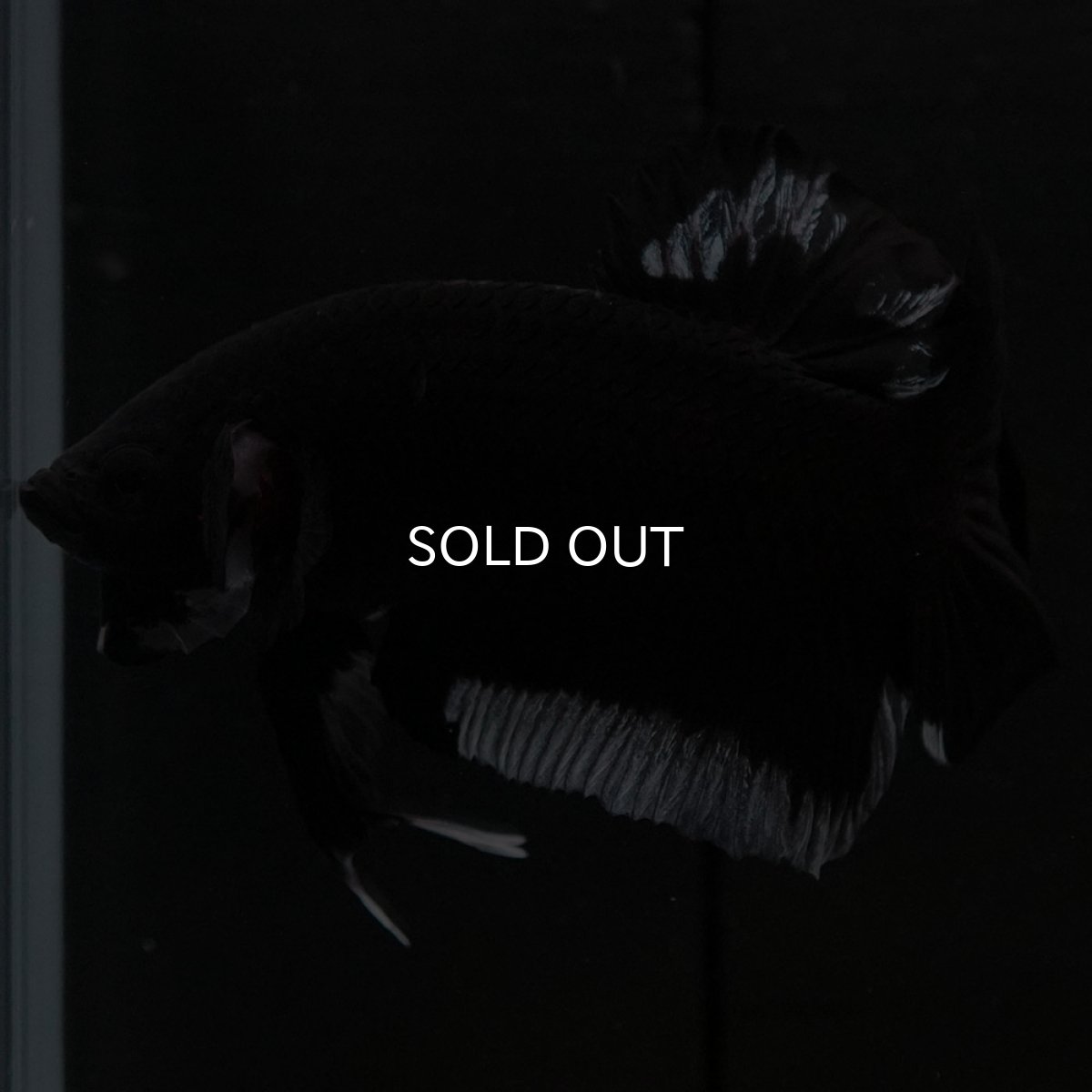 画像7: HMPK　ブラック　変わり柄 (7)