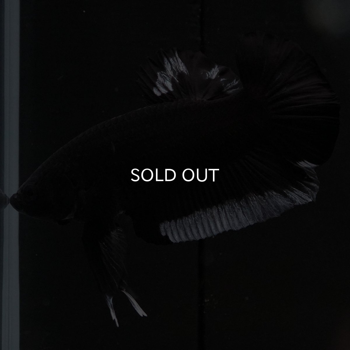 画像6: HMPK　ブラック　変わり柄 (6)