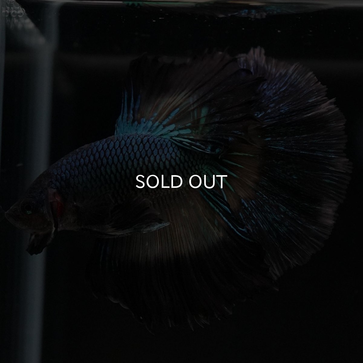 画像8: HM ブラックマスタード ローズテール (8)