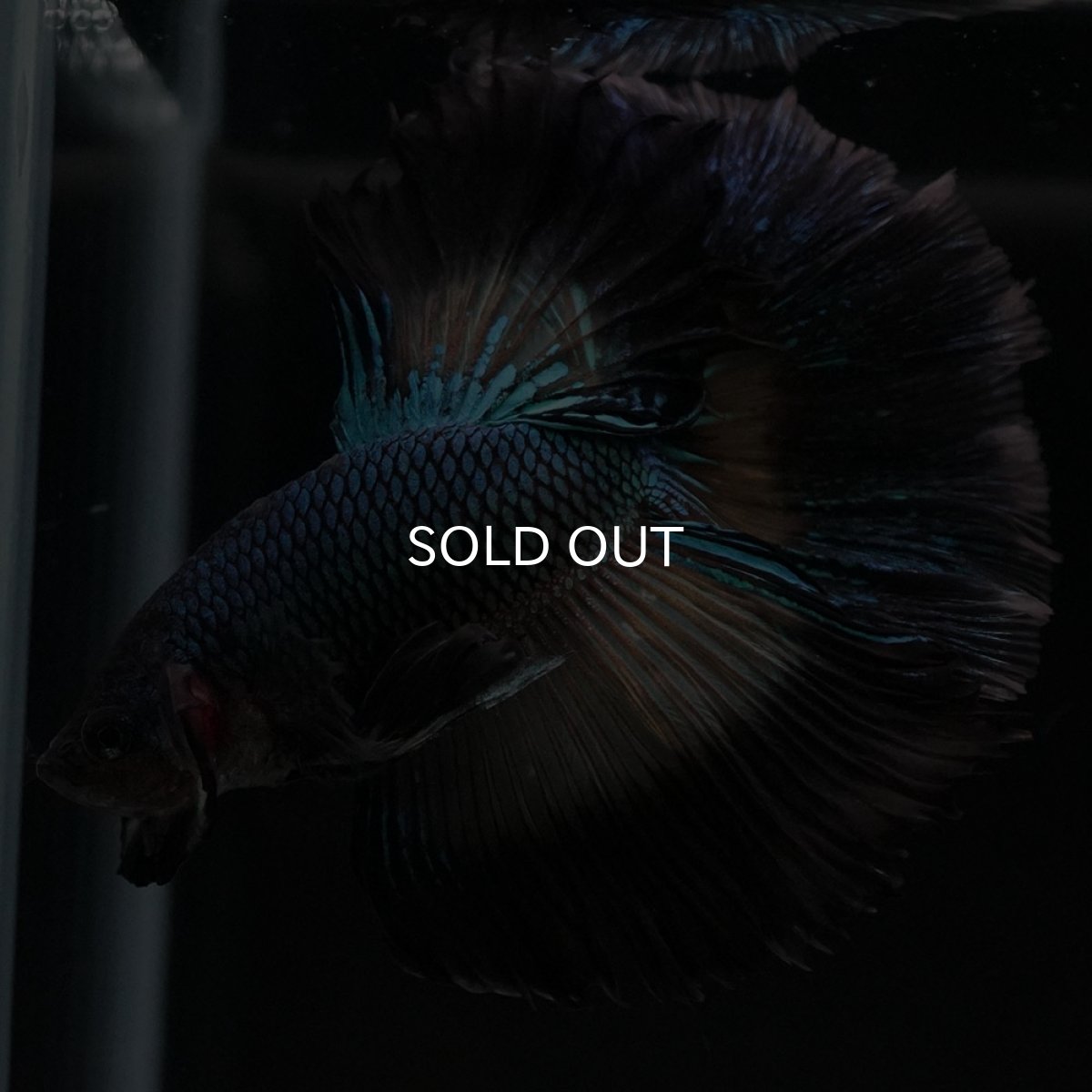 画像2: HM ブラックマスタード ローズテール (2)