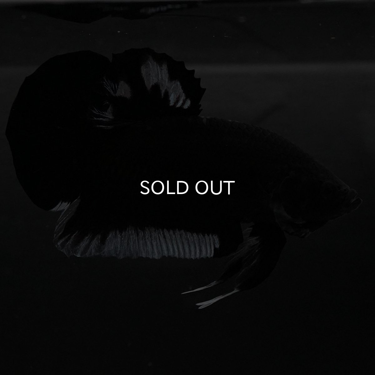 画像2: HMPK　ブラック　変わり柄 (2)