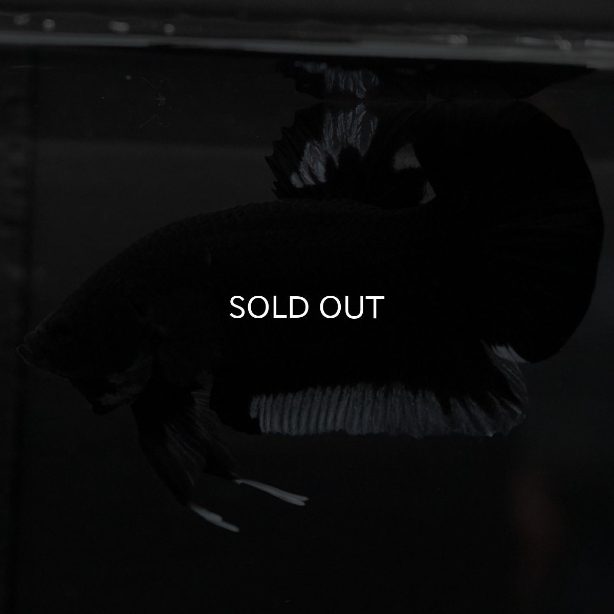 画像5: HMPK　ブラック　変わり柄 (5)