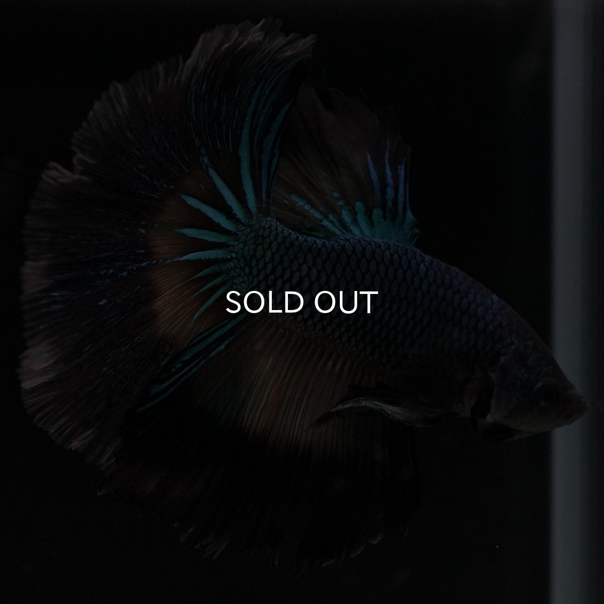 画像7: HM ブラックマスタード ローズテール (7)