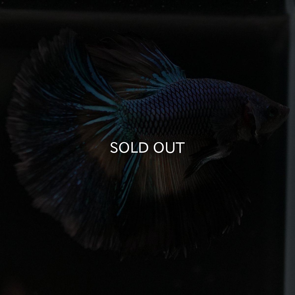 画像5: HM ブラックマスタード ローズテール (5)