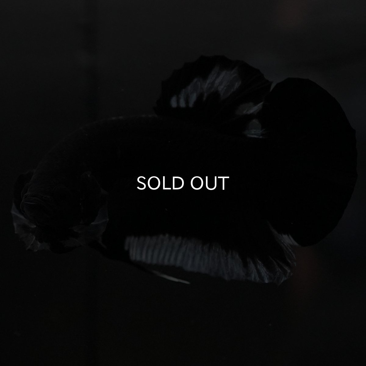 画像3: HMPK　ブラック　変わり柄 (3)