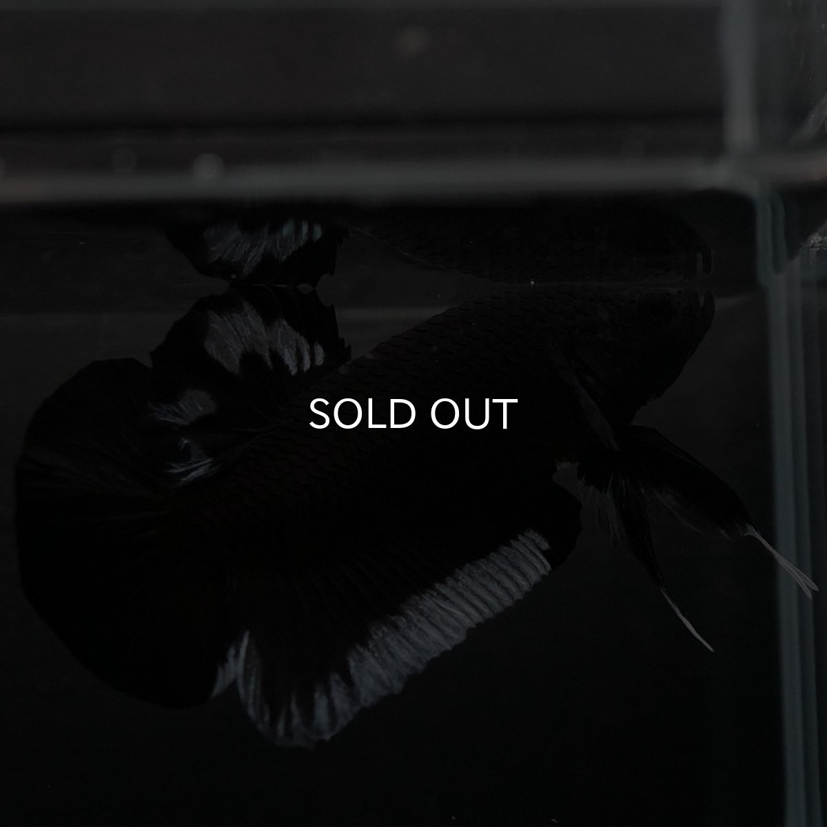 画像4: HMPK　ブラック　変わり柄 (4)