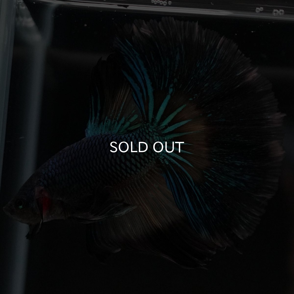 画像6: HM ブラックマスタード ローズテール (6)