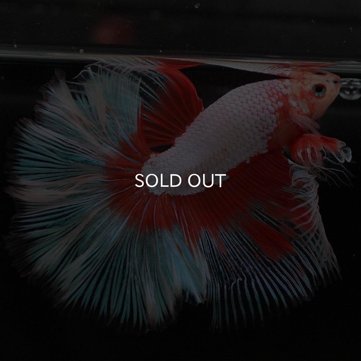 画像9: HM　オレンジバタフライ (9)