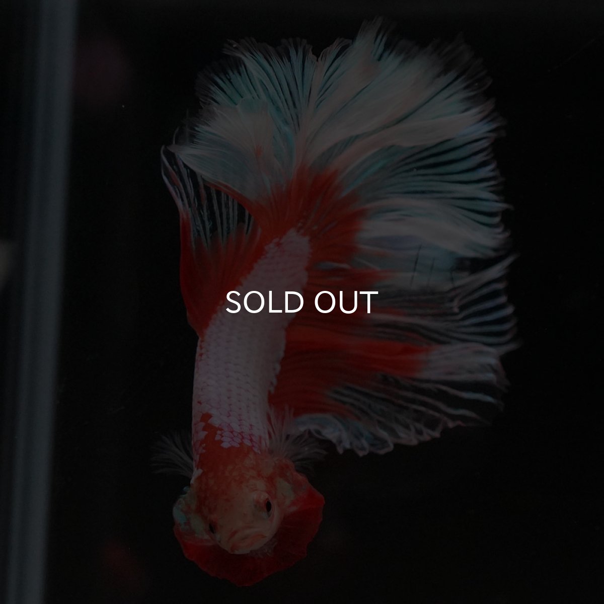 画像3: HM　オレンジバタフライ (3)