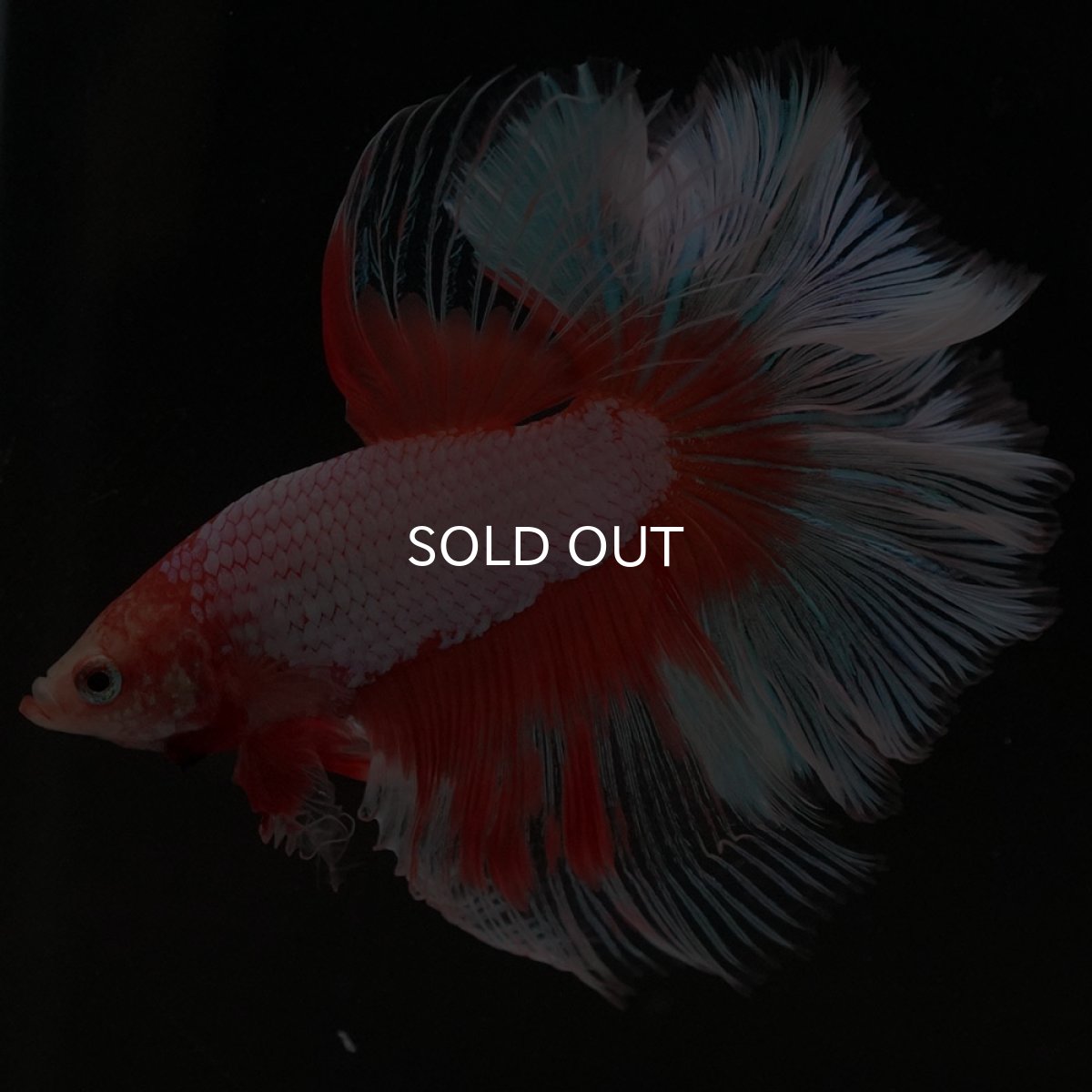 画像7: HM　オレンジバタフライ (7)