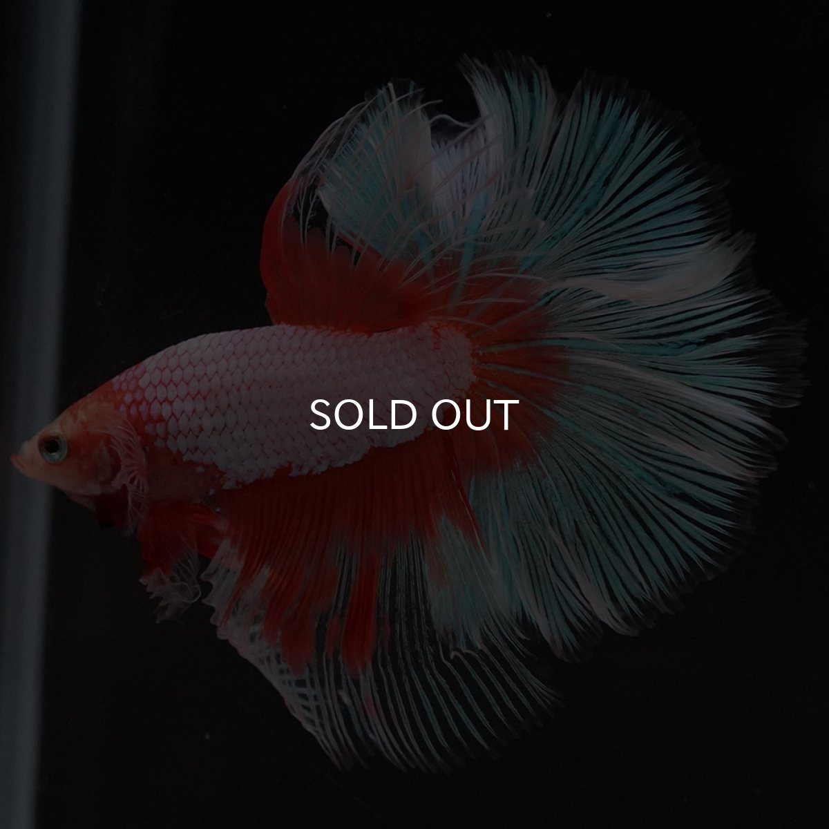 画像5: HM　オレンジバタフライ (5)