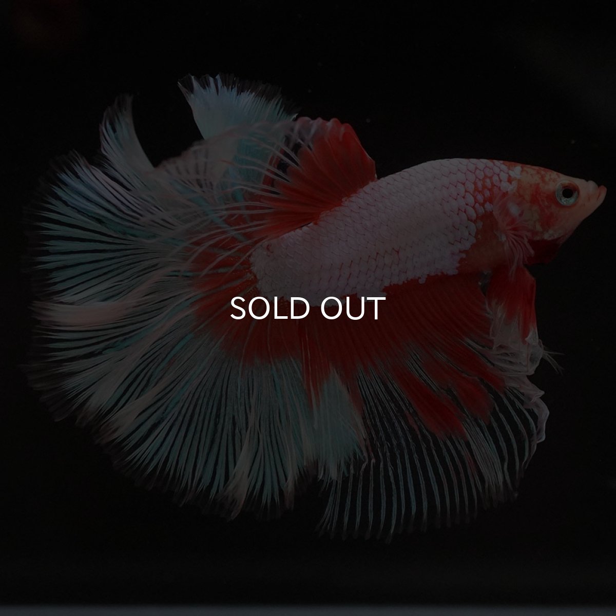 画像4: HM　オレンジバタフライ (4)