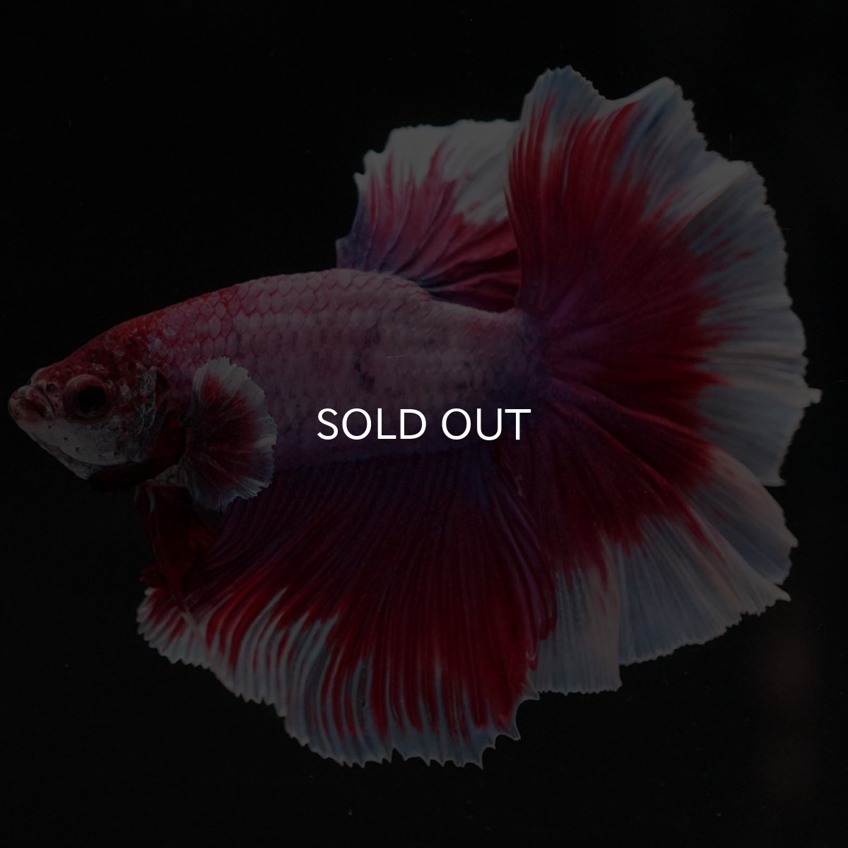 画像9: HM　ラベンダーバタフライ　ローズテール (9)