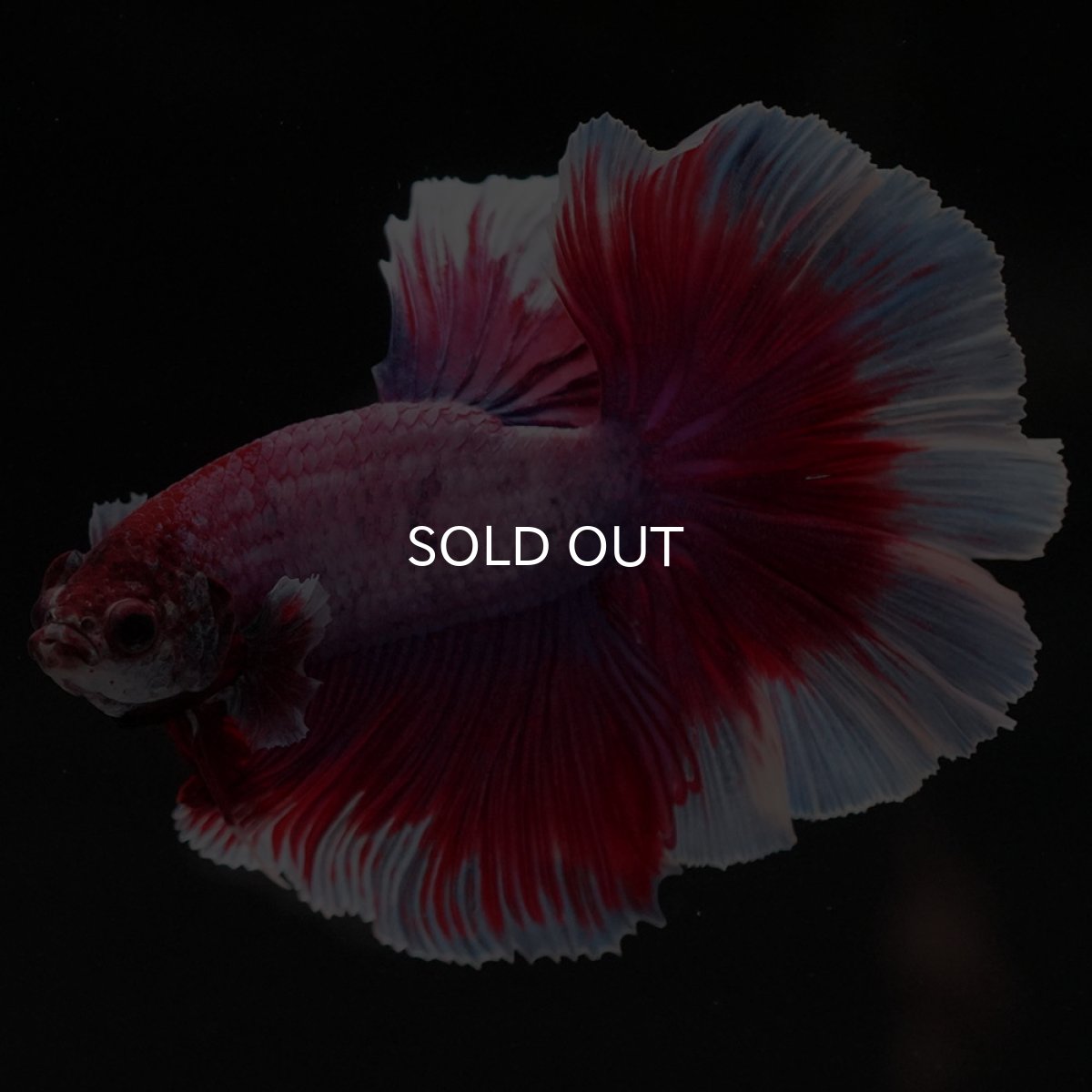 画像7: HM　ラベンダーバタフライ　ローズテール (7)