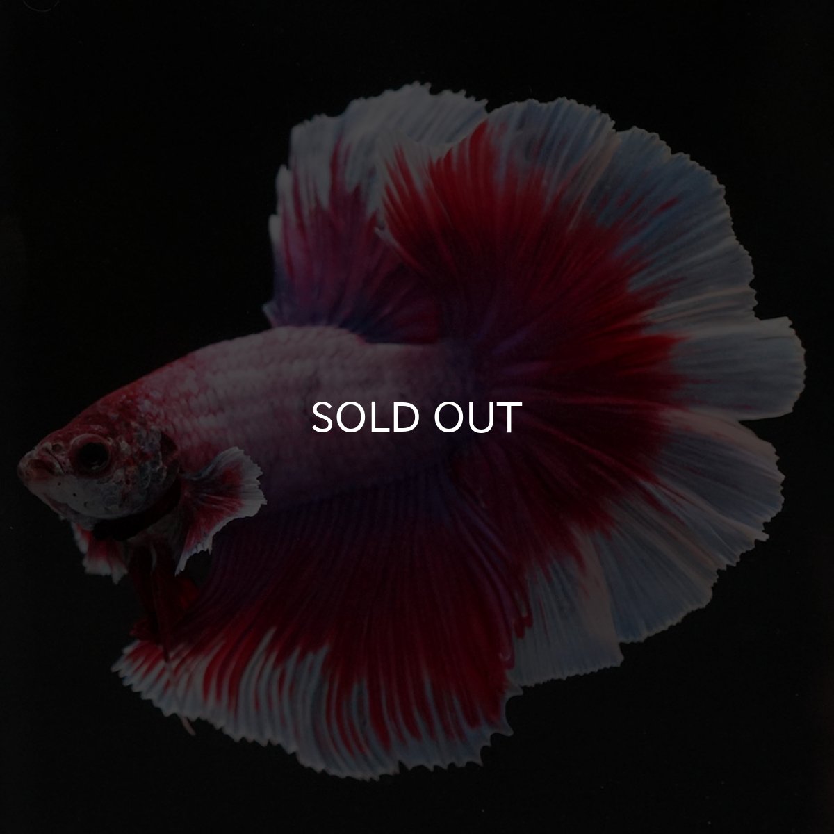 画像2: HM　ラベンダーバタフライ　ローズテール (2)