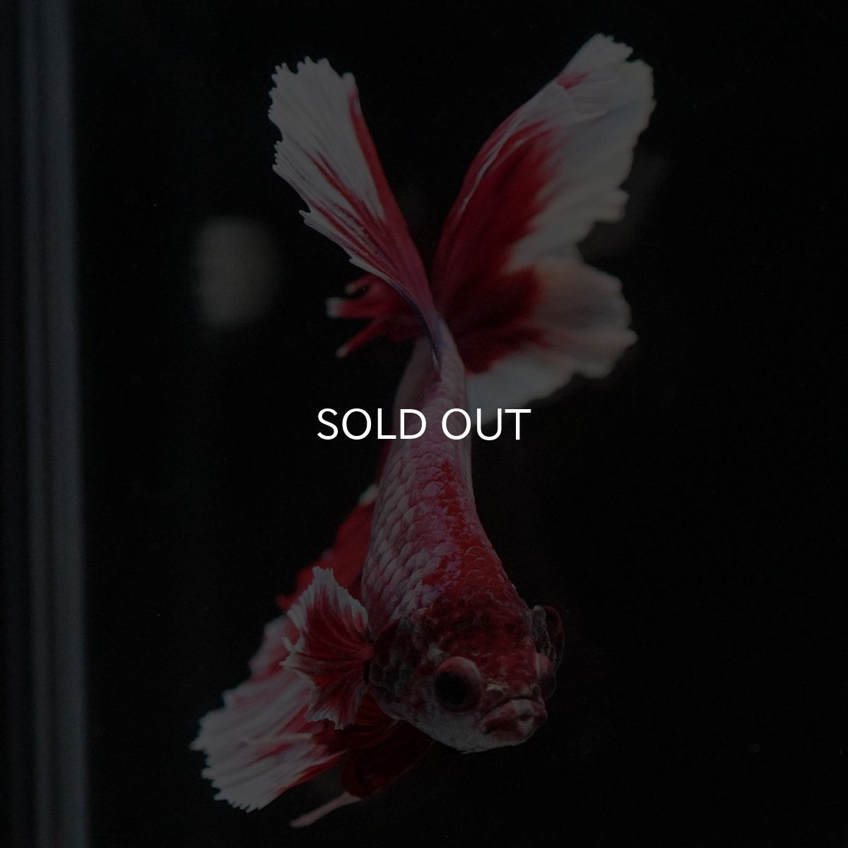 画像3: HM　ラベンダーバタフライ　ローズテール (3)