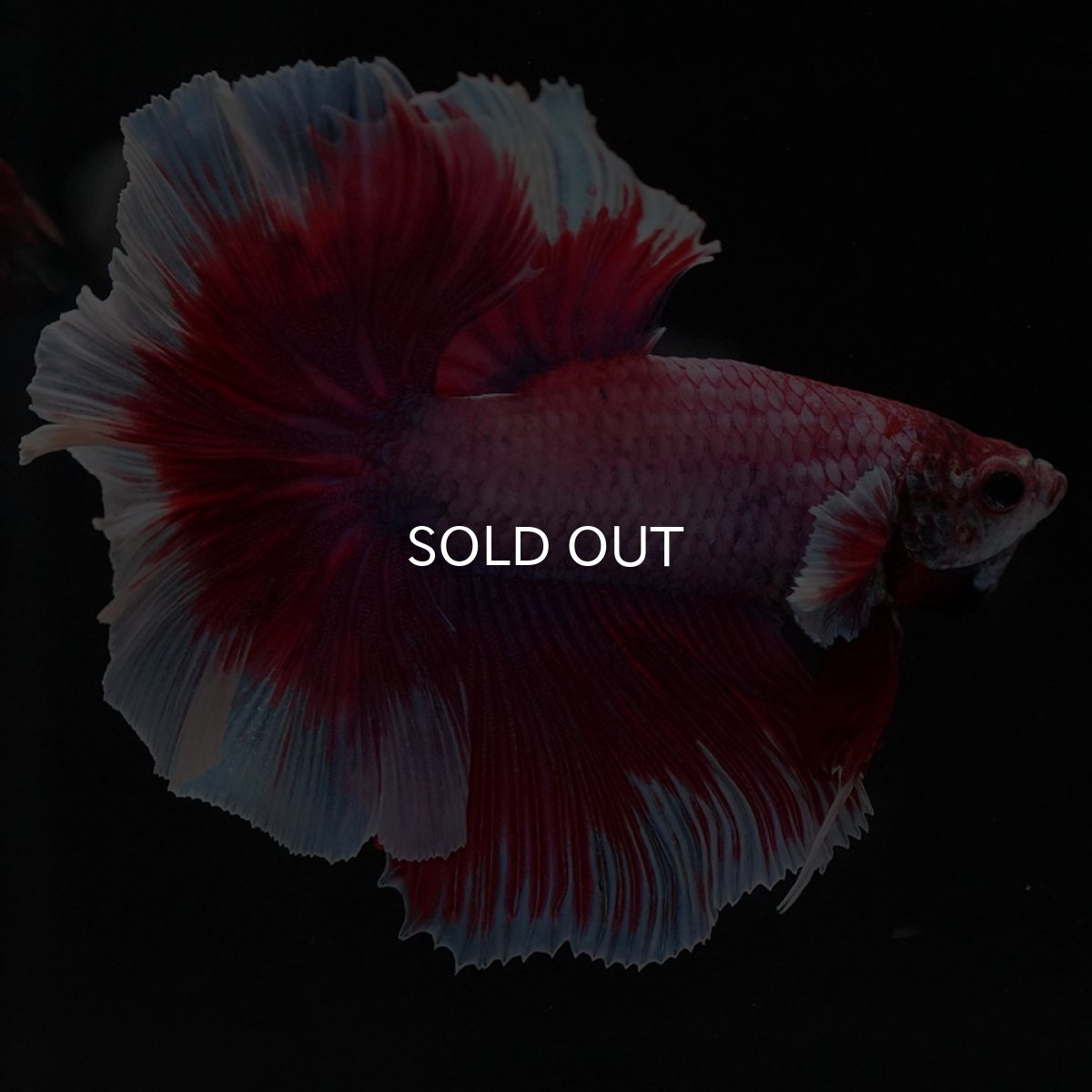 画像8: HM　ラベンダーバタフライ　ローズテール (8)