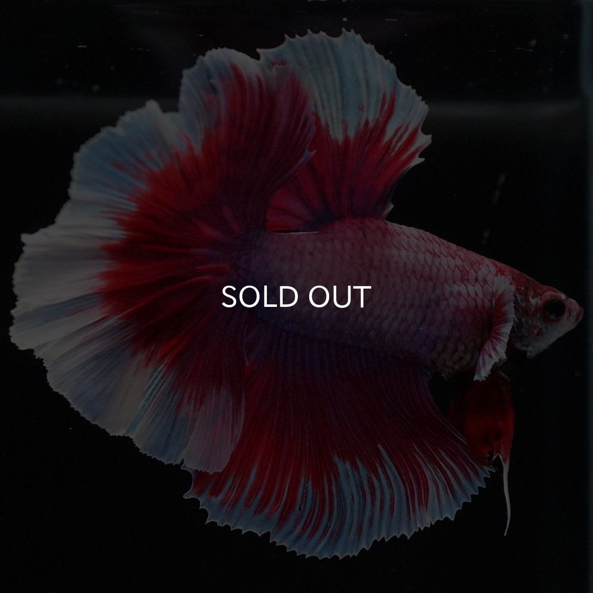 画像6: HM　ラベンダーバタフライ　ローズテール (6)