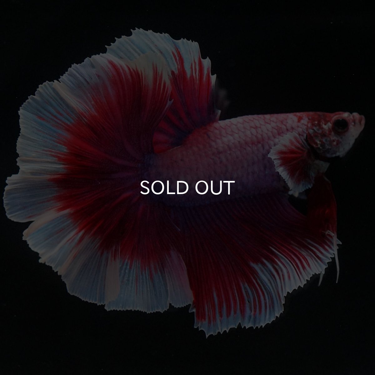 画像4: HM　ラベンダーバタフライ　ローズテール (4)