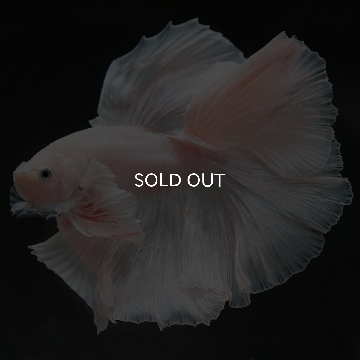 画像6: FM ホワイト (6)