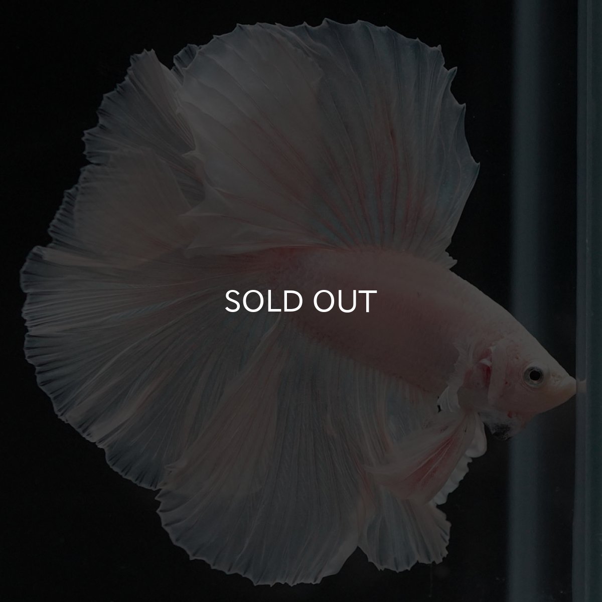 画像3: FM ホワイト (3)