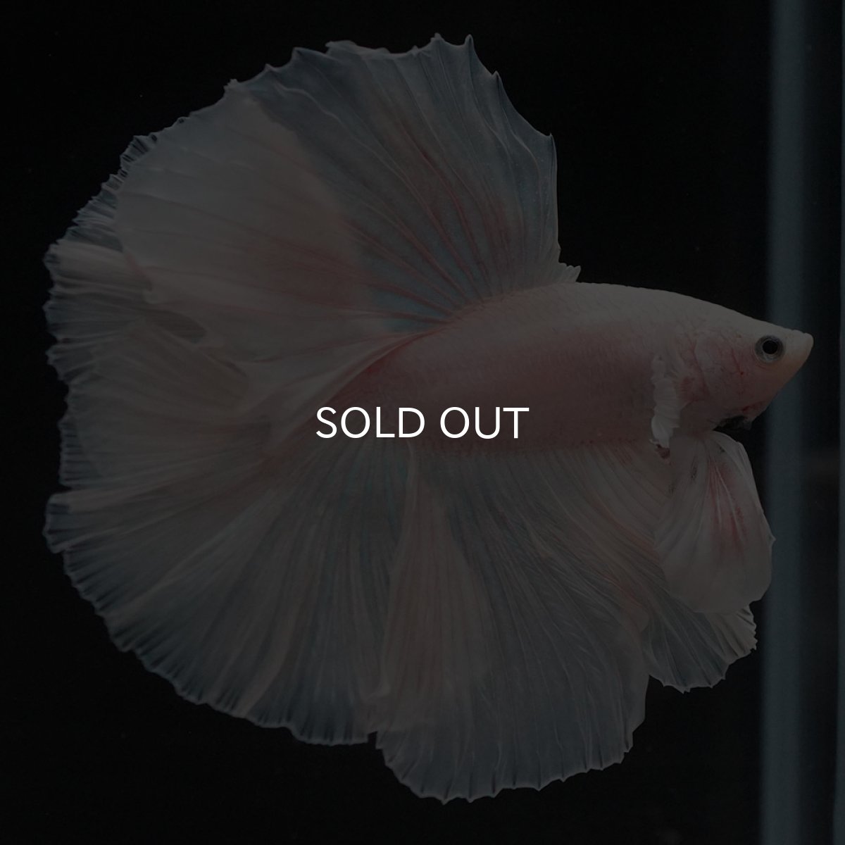 画像5: FM ホワイト (5)