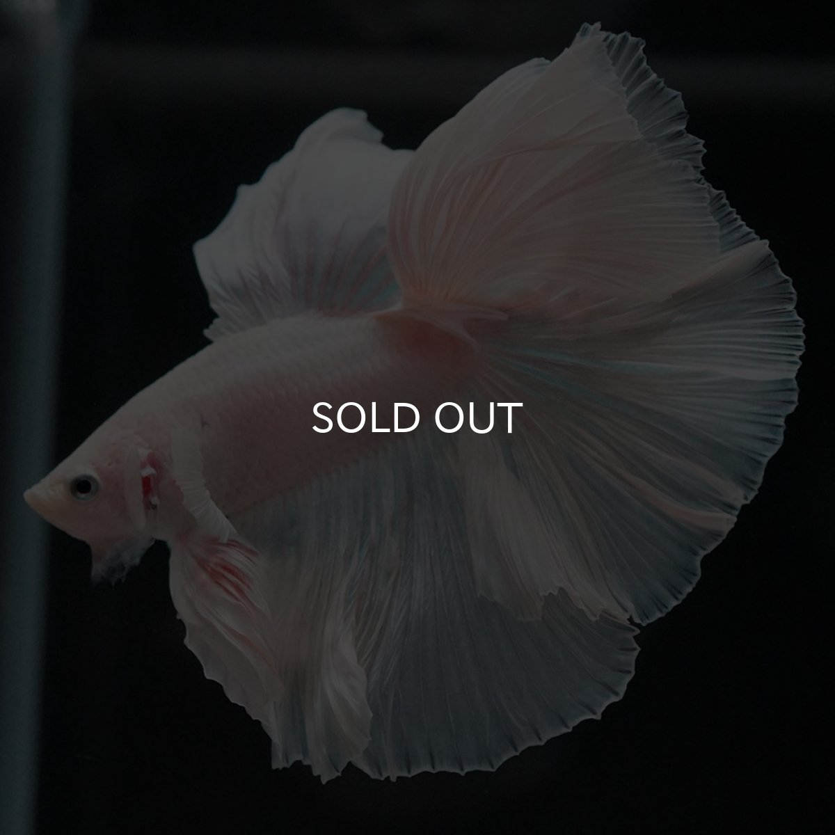 画像10: FM ホワイト (10)