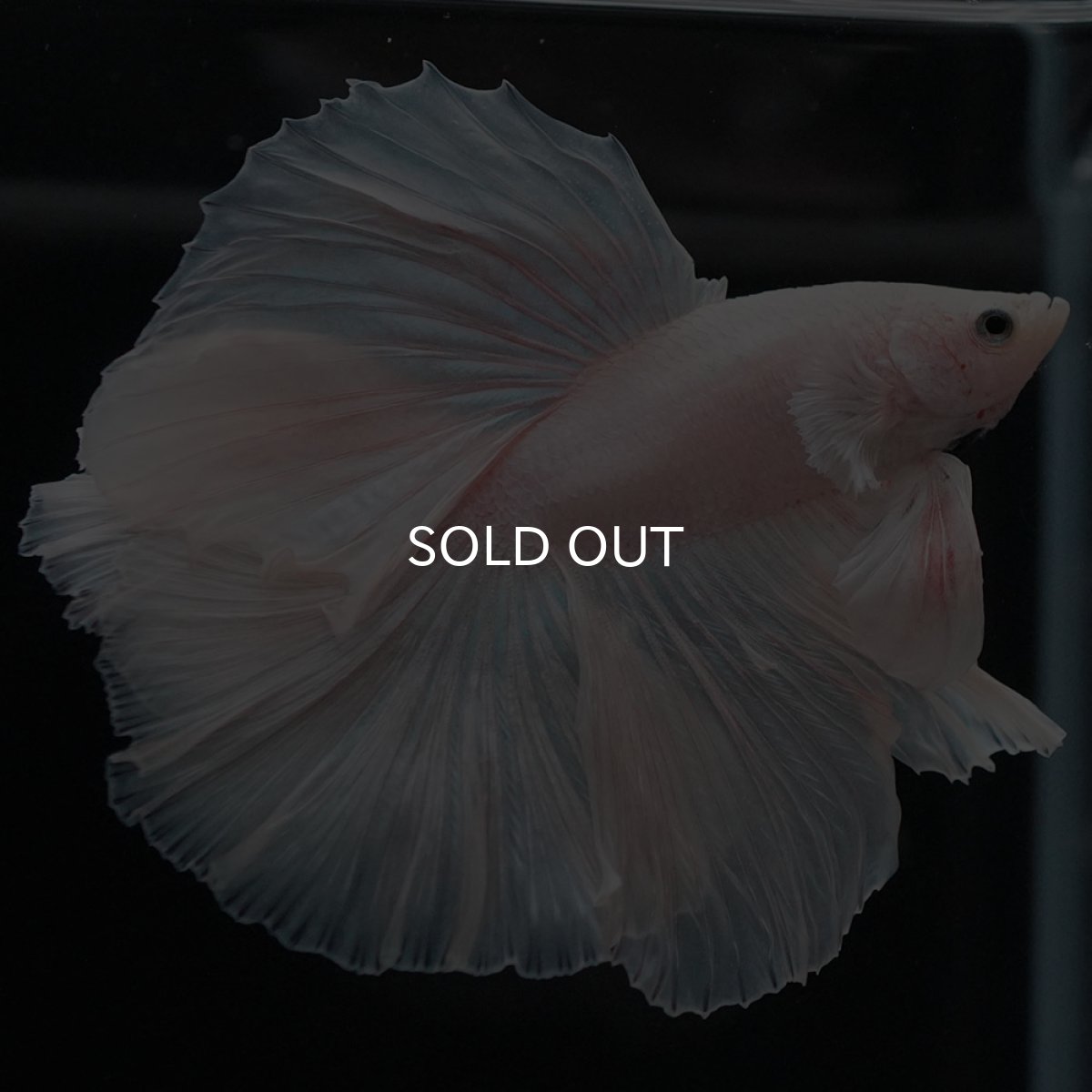 画像7: FM ホワイト (7)