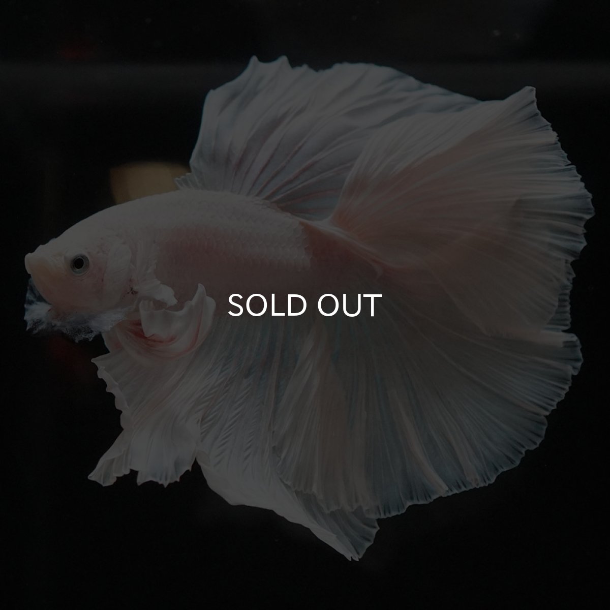 画像8: FM ホワイト (8)