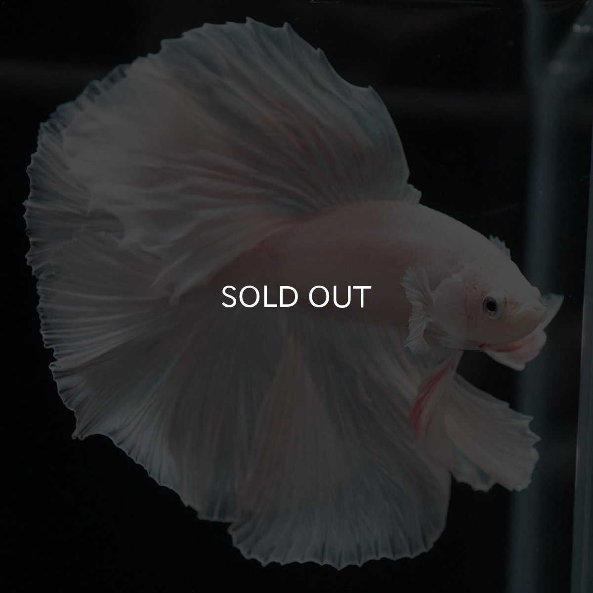 画像9: FM ホワイト (9)