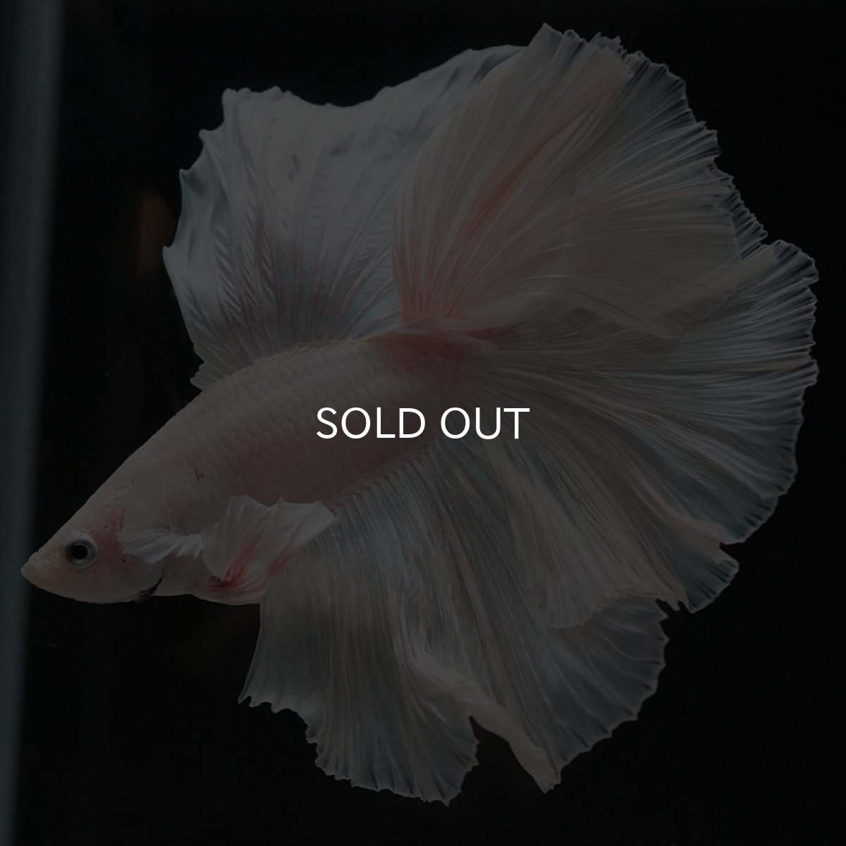 画像4: FM ホワイト (4)