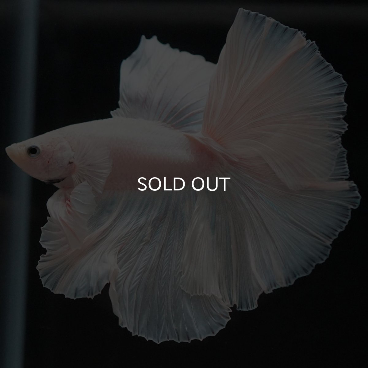 画像2: FM ホワイト (2)