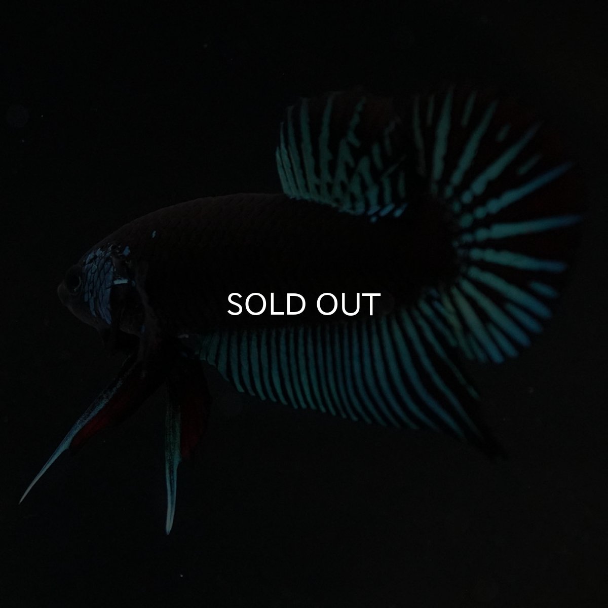 画像8: ワイルドハイブリッド ブルー サムライタイプ ♂のみ (8)