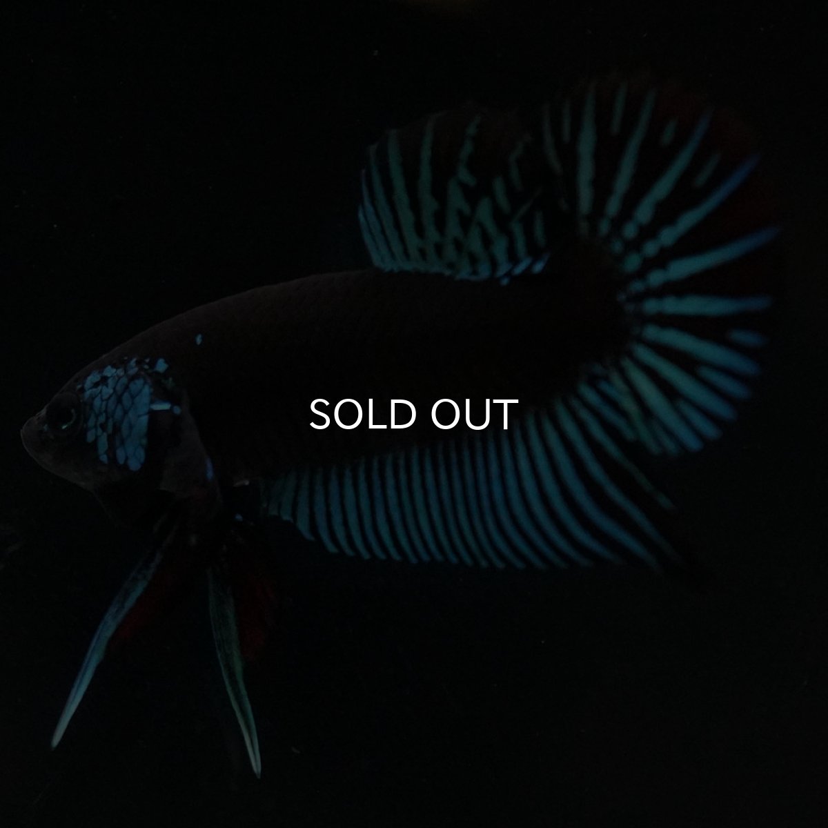 画像2: ワイルドハイブリッド ブルー サムライタイプ ♂のみ (2)