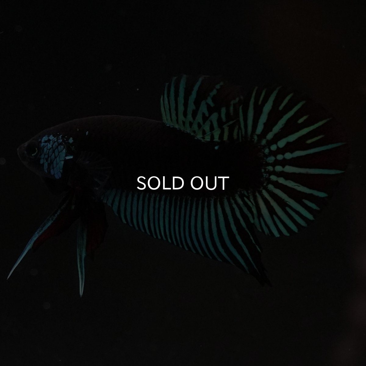 画像6: ワイルドハイブリッド ブルー サムライタイプ ♂のみ (6)